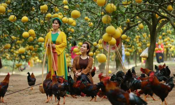 Vườn bưởi Diễn trĩu quả hút hồn du khách ở Hà Nội