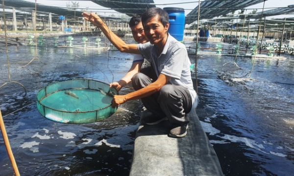 Fast water treatment technology boosts efficient shrimp farming