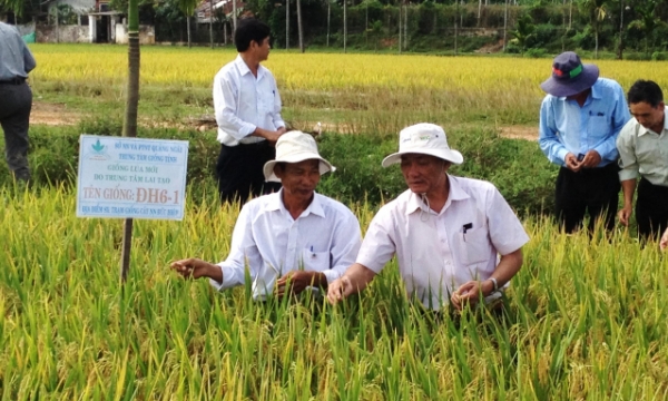 Several novel rice cultivars developed thanks to scientific research