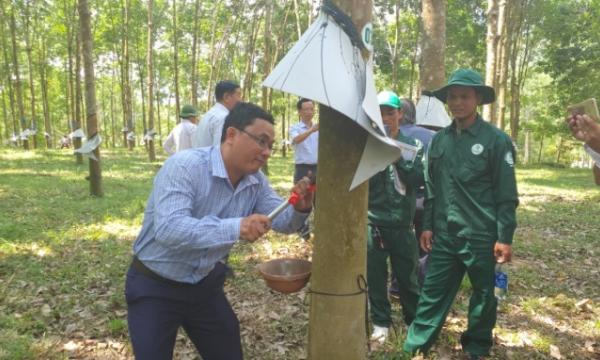 Quang Nam rubber sets target of changes for development