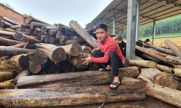 Quảng Nam phân bổ kinh phí cho các địa phương trồng rừng gỗ lớn