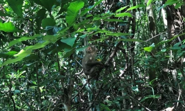 Release two rare monkeys back to Chu Mom Ray National Park