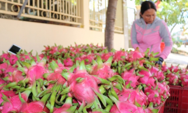 Dragon fruit importers encouraged to stay current on border trade situation