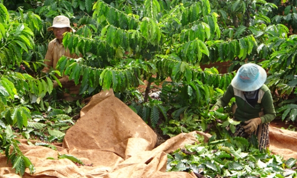 VnSAT has a far-reaching effect on coffee industry in Central Highlands