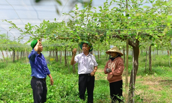 Nông nghiệp công nghệ cao Ninh Thuận: [Bài 3] Tìm cách sớm thoát thực trạng mô hình
