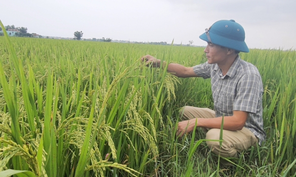 Firm wins big from model of organic rice, shrimp and crab growing