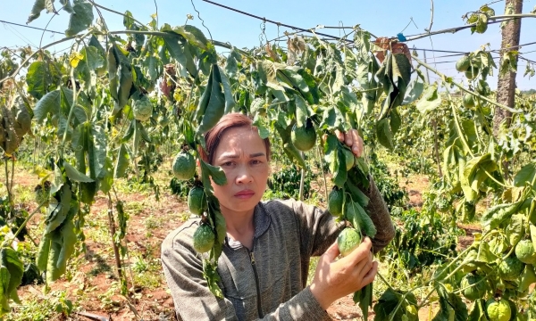 Gần 600 cây cà phê và chanh leo bị kẻ xấu chặt phá