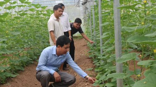 Lao Cai province boost investing in agriculture sector with VND 6,000 billion