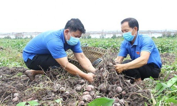 Thủ phủ khoai lang sẵn sàng xuất khẩu chính ngạch sang Trung Quốc