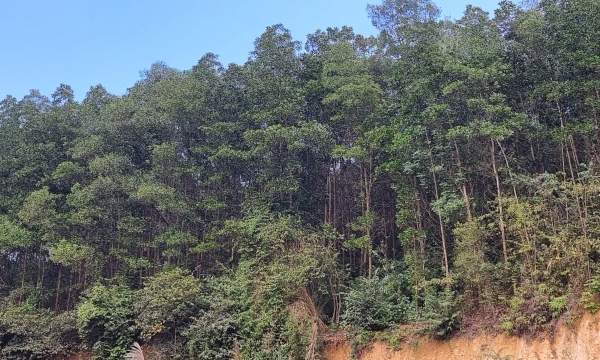 Thái Nguyên trồng rừng vượt xa kế hoạch