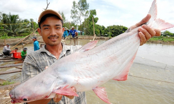 Xuất khẩu tôm và cá tra sang Trung Quốc tăng gần 4 lần