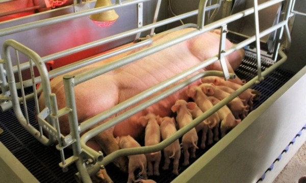 IFC pours USD 43 million to support a Vietnamese firm expand sustainable livestock production