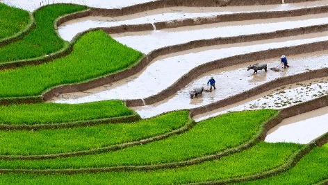 Vietnam and other Asian nations pursuing a goal of sustainable agriculture development