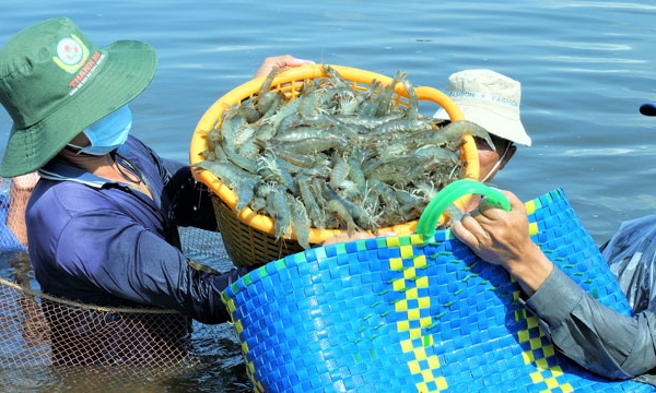 Risks associated with interrupting the shrimp supply chain in Ca Mau