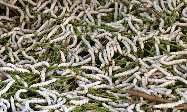Sericulture and the pathway towards sustainability