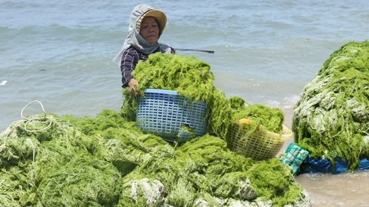 Seaweed - an undiscovered 'gold mine'