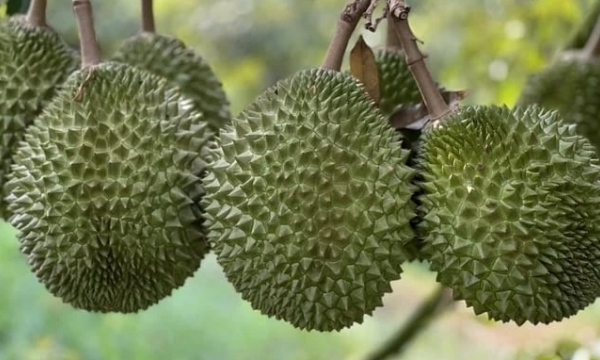 Improving the quality of durian to affirm its foothold in the Chinese market