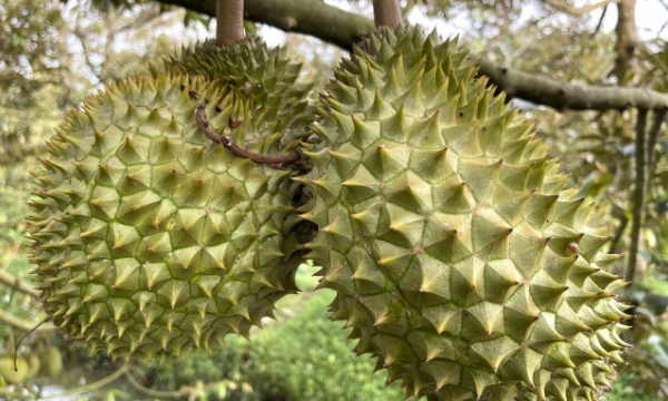 Promoting Ri6 durian consumption in Australia