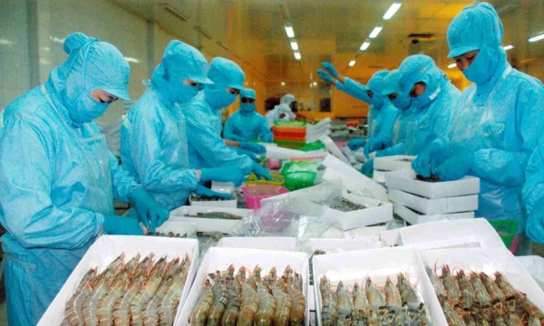 VASEP: 'Only 30-40% of seafood businesses can recover immediately after the quarantine'