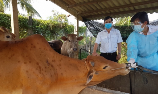 Mekong Delta accelerates vaccination to prevent Lumpy Skin Disease outbreak