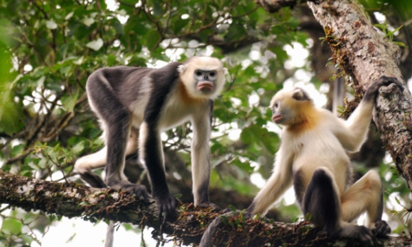 Urgent conservation of the largest population of snub-nosed langurs in Vietnam