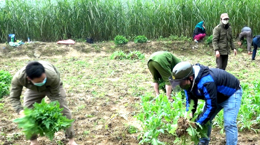 Over 3,700 poppy plants destroyed in Ha Giang