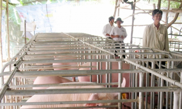 Proposal to invest in pig farms in combination with solar power