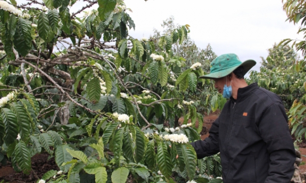 Diversifying income sources thanks to VnSAT landscape coffee farming