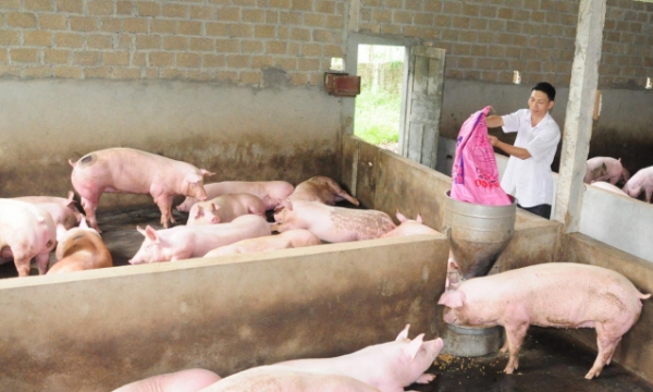 Biosafety breeding helps to prevent diseases