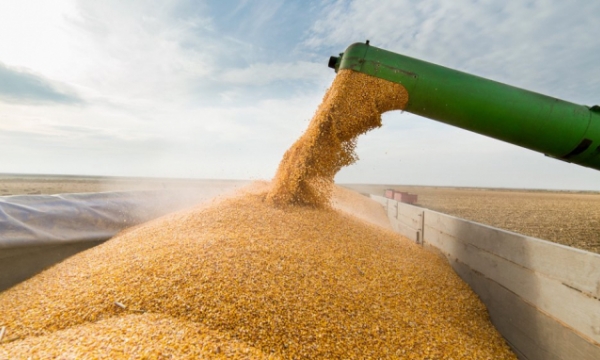 The price of corn is unprecedentedly high