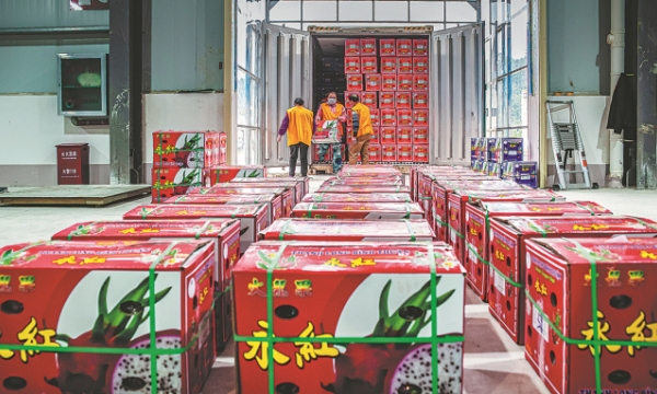 Vietnamese dragon fruit in China has not lost its attraction
