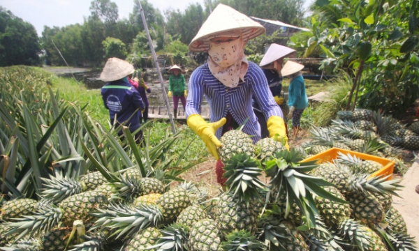 Promoting investment in agriculture and rural areas: Pineapples planting in the west