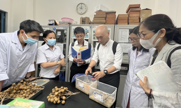 Procedures to export longan to Japan are rapidly finalized
