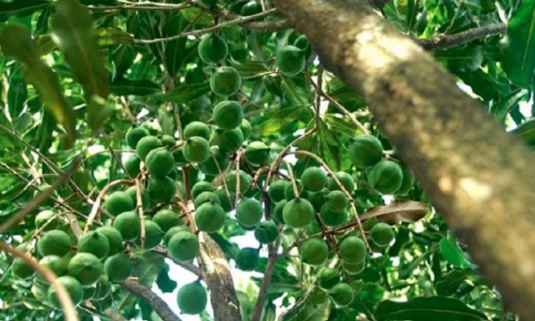 Special attention needed to develop macadamia trees