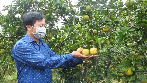 Ha Tinh orange price is higher compared to the same period in 2021