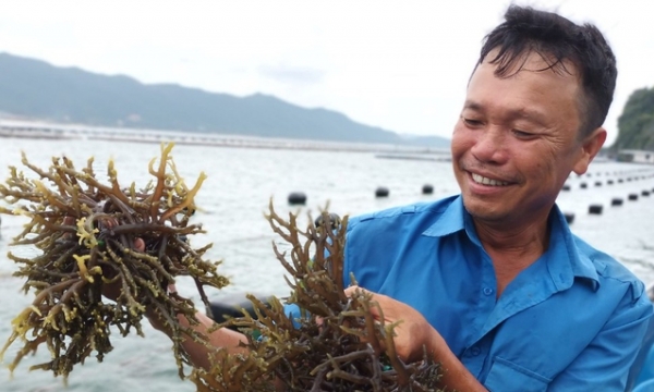 Livelihood from seaweed: Processing relies on imported raw materials