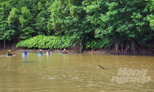 Diversifying livelihoods under the mangrove canopy