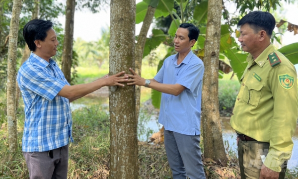 Diversifying livelihoods under mangrove canopy: sustainable economic development