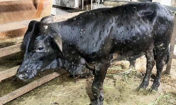 Increasing vaccine coverage rates to control Lumpy Skin Disease on cattles