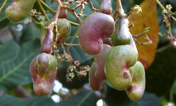Utilizing Geographical Indication to boost Binh Phuoc cashew nut's competitiveness