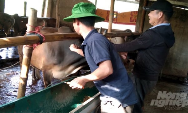 Quang Tri requires solutions to the low vaccination rate of livestock
