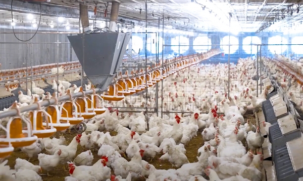 Building disease-free zones in Southeast Vietnam to promote poultry exports