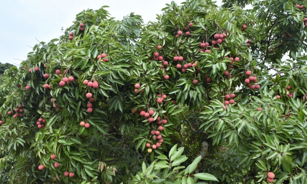 Luc Ngan lychee are exported to Japan at the price of 400.000 VND per kilogram