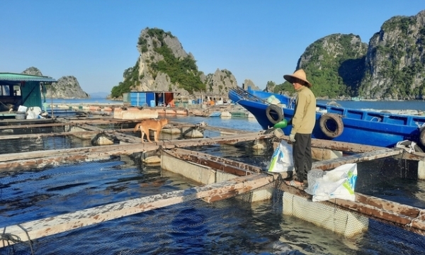 Remarkable achievements from Quang Ninh province's mariculture
