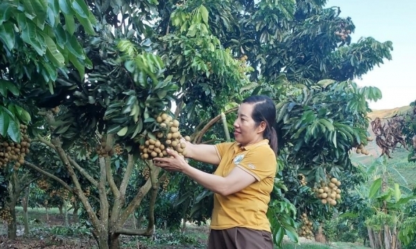 Song Ma longan welcomes the export market