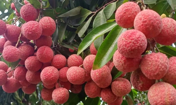 Chance to win a round-trip air ticket between Vietnam and Australia by eating Vietnamese lychee