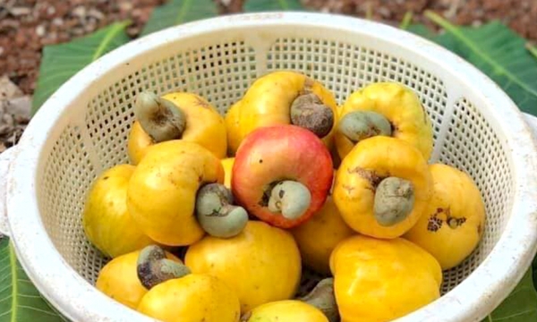 The low price of cashew is an opportunity to boost global consumption