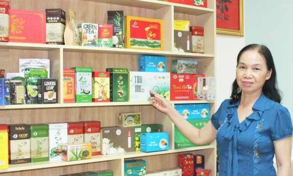 New tea varieties: a boost for Thai Nguyen tea industry