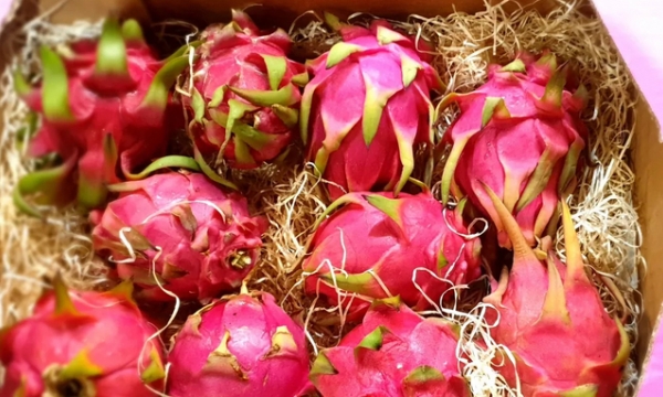 Dragon fruit exports to the UK to continue following current regulations