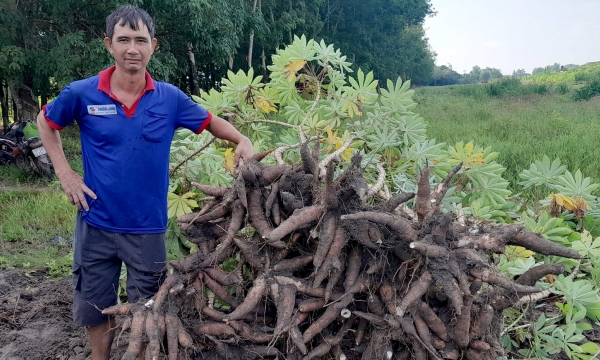 Promotion of cassava starch exports by sea